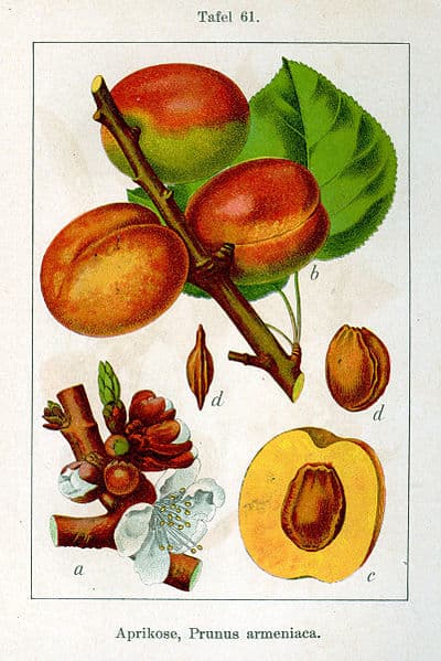 400px Prunus Armeniaca Sturm08061