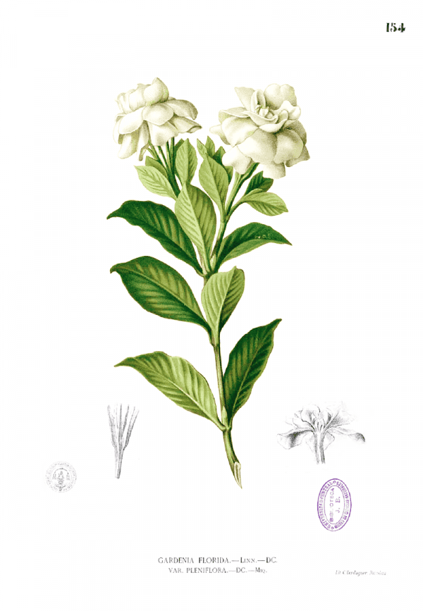 800px Gardenia Jasminoides Blanco1.154