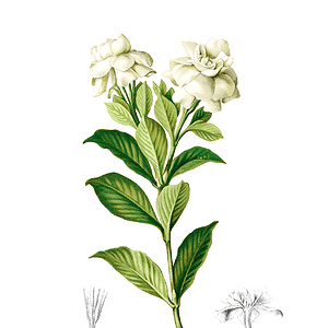 800px Gardenia Jasminoides Blanco1.154