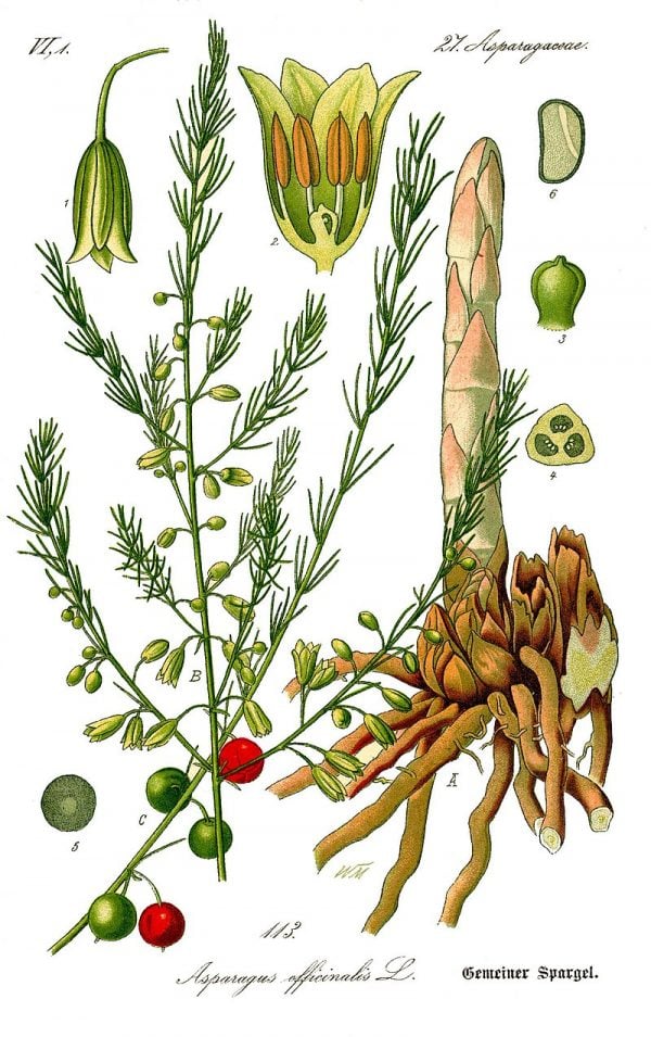 800px Illustration Asparagus Officinalis0b