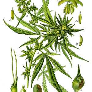 800px Illustration Cannabis Sativa0 Sauber