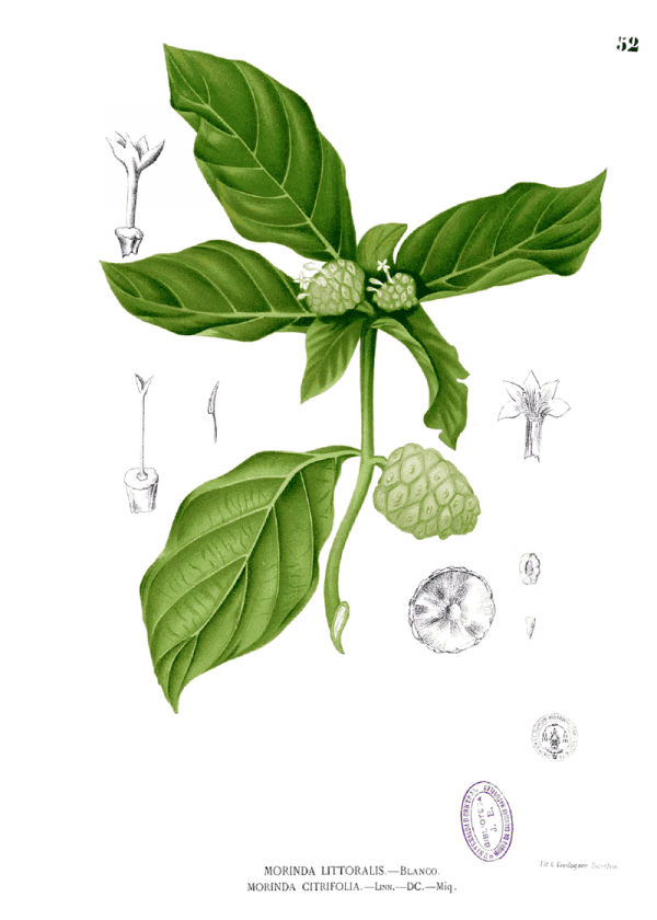 800px Morinda Citrifolia Blanco1.52