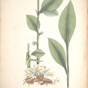 Amomum Compactum Roscoe 1854