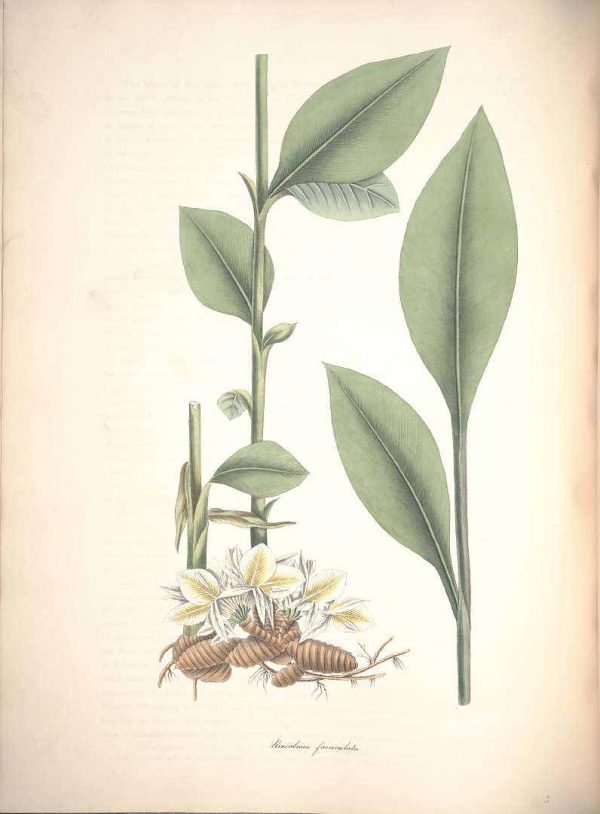 Amomum Compactum Roscoe 1854
