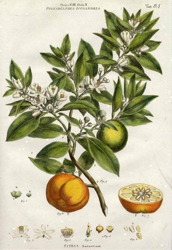 Citrus Aurantium Jmiller1770