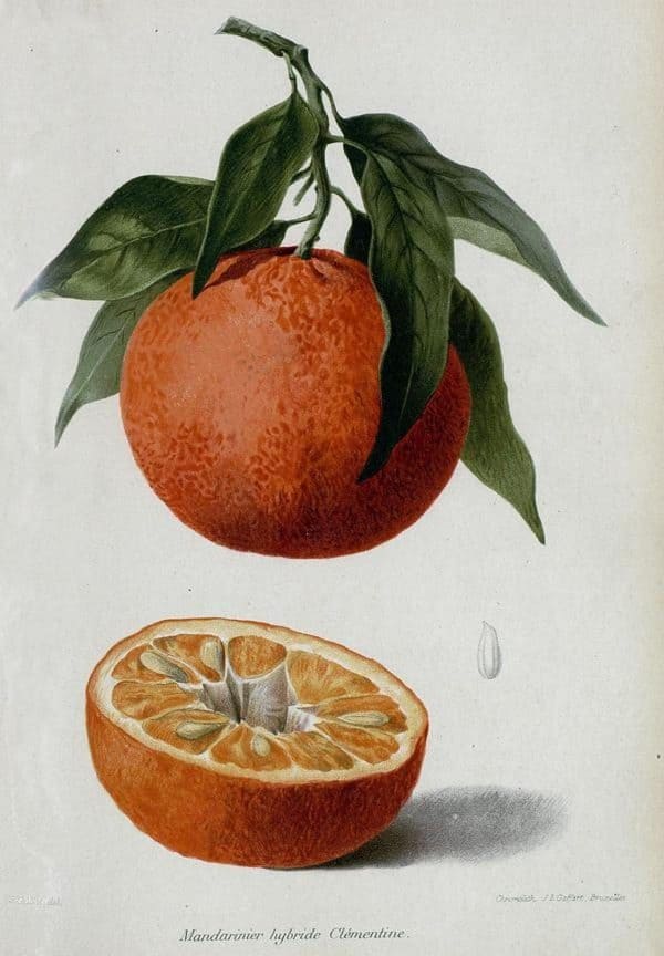 Citrus Reticulata Blanco J.r. Guillot