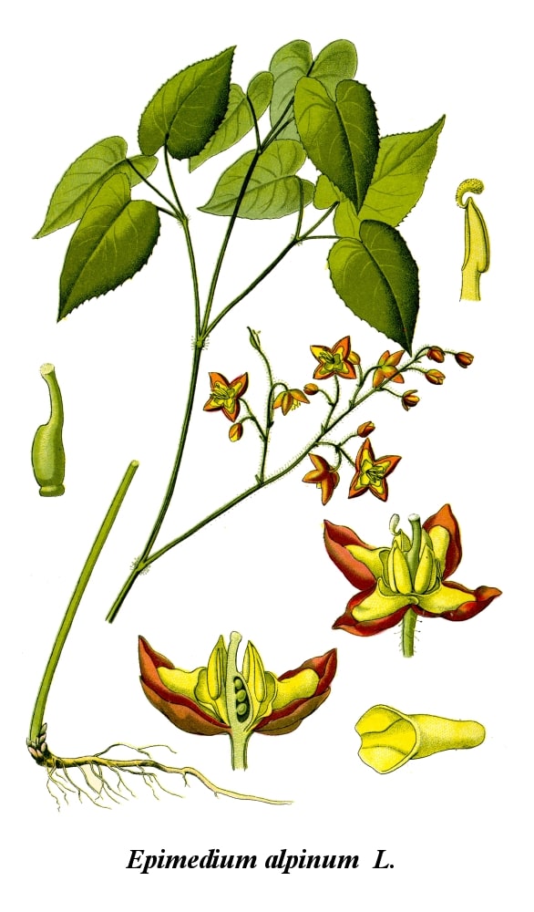 Gereinigte Abbildung Epimedium Alpinum