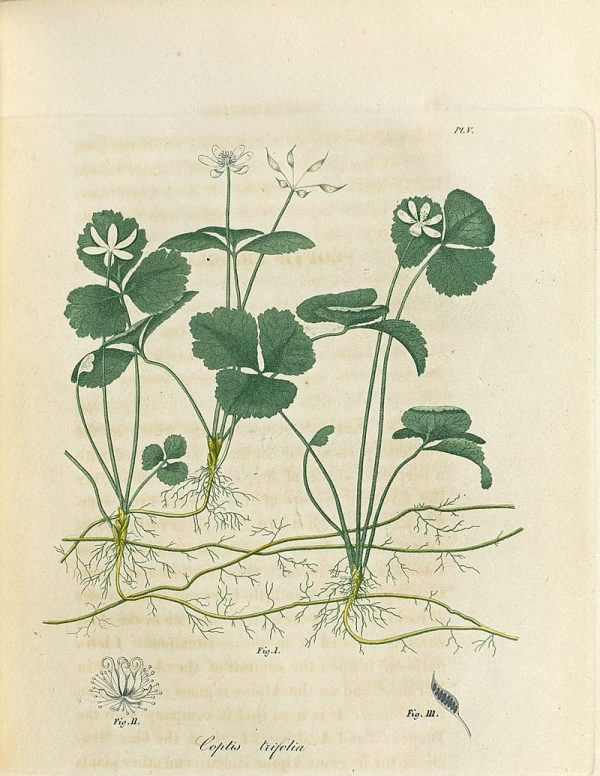 Coptis Trifolia, Goldfaden (3527703787)