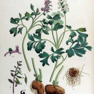 Corydalis Cava — Flora Batava — Volume V17