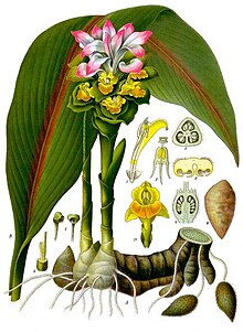 Curcuma Zedoaria Köhler–s Medizinal Pflanzen 048