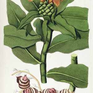 Fragmenta Botanica, Figuris Coloratis Illustrata (t. 80) Bhl287709 (aucklandiae)
