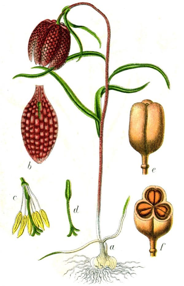 Fritillaria Meleagris Sturm32
