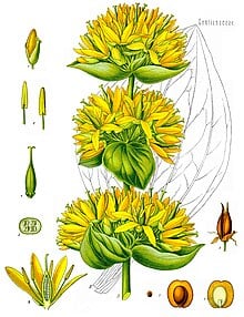 Gentiana Lutea Köhler–s Medizinal Pflanzen 066