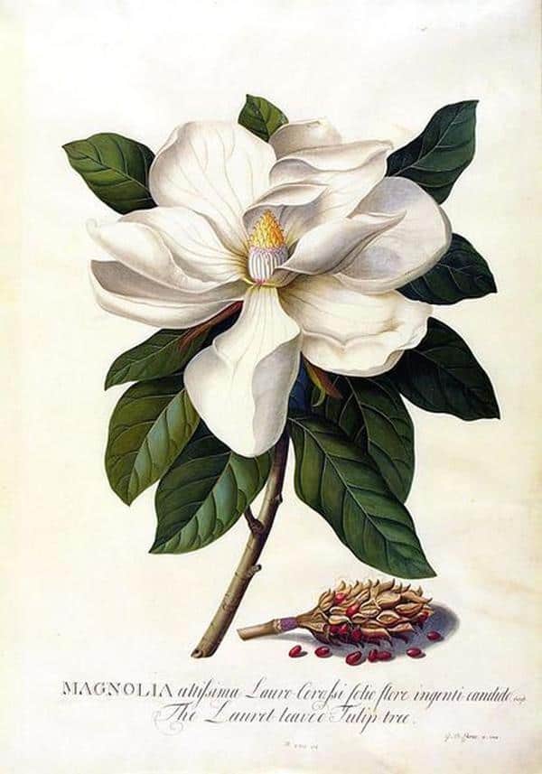 Magnolia Grandiflora Ehretgeorg Dionysus Vorschau