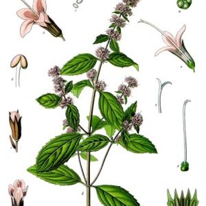 Mentha × Piperita Köhler-s Medizinal Pflanzen 095