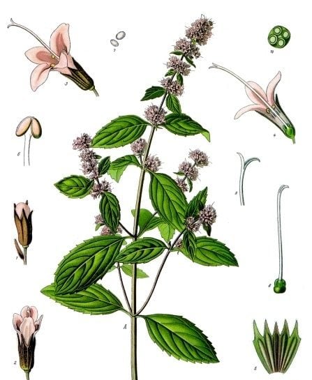Mentha × Piperita Köhler-s Medizinal Pflanzen 095