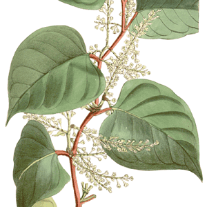 Polygonum Cuspidatum Curtis's Botanical Magazine, T. 6503