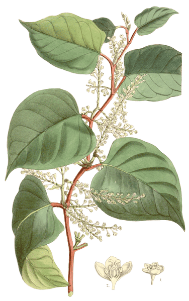 Polygonum Cuspidatum Curtis&#039;s Botanical Magazine, T. 6503