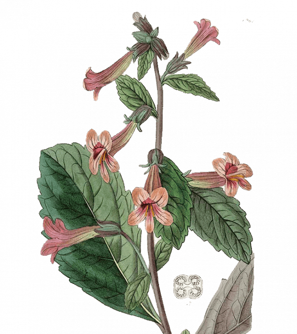 Rehmannia Glutinosa Illustration.jpg