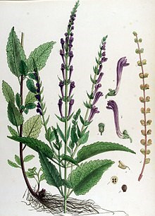 220px Scutellaria Columnae - Flora Batava - Band V17