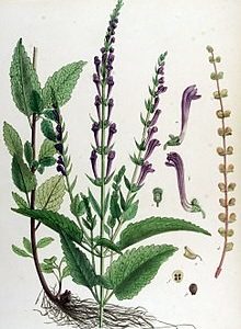 220px Scutellaria Columnae — Flora Batava — Volume V17