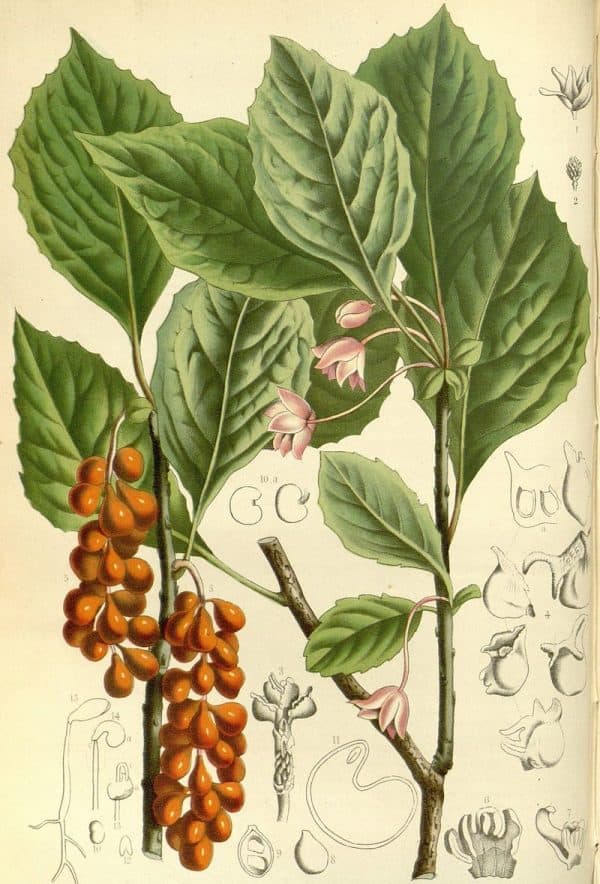 Flore Des Serres V15 173a (schisandrae Chinensis)